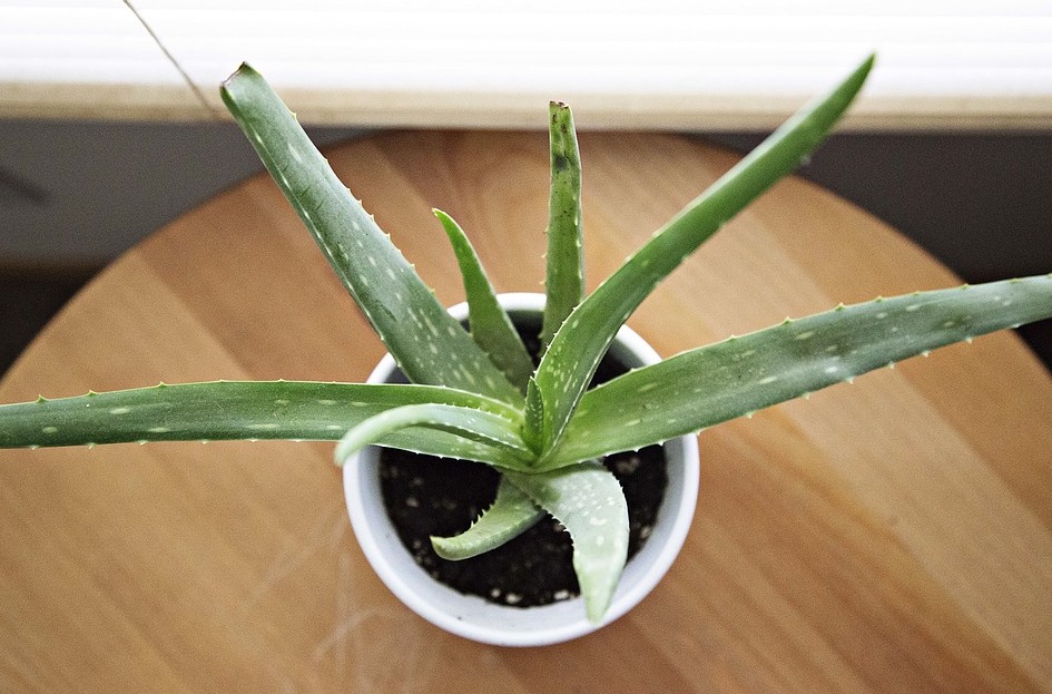 Aloe Vera inside pot