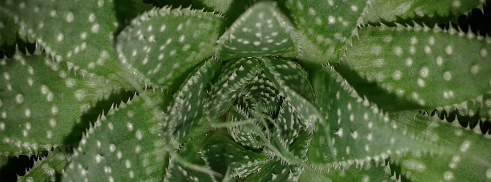 Aloe Vera inside pot