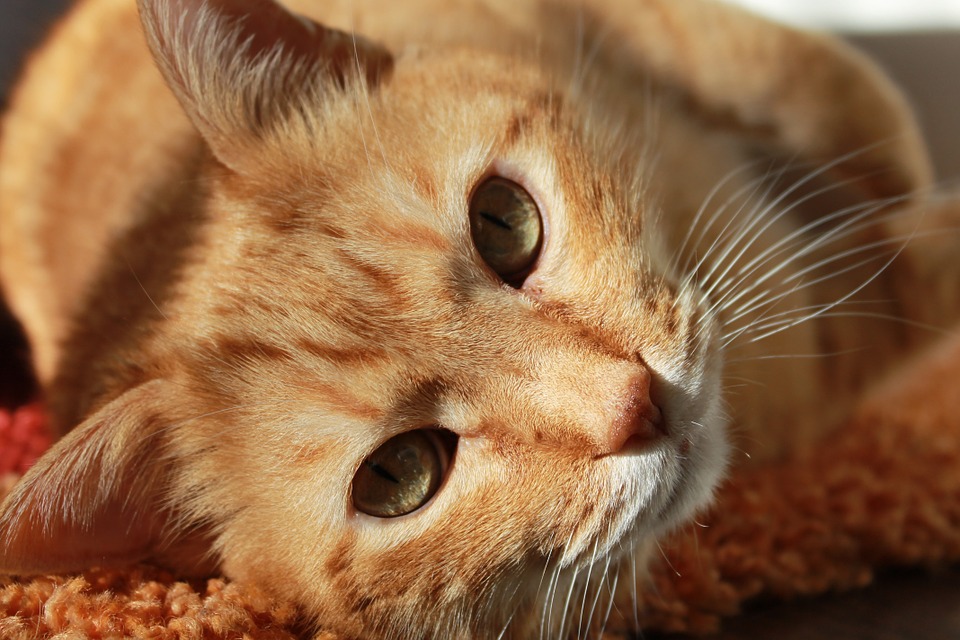 cute cat