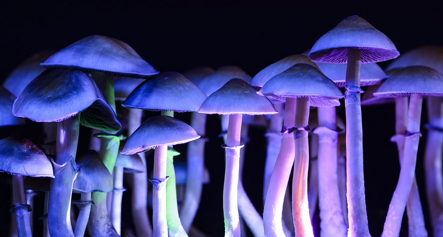 mushrooms
